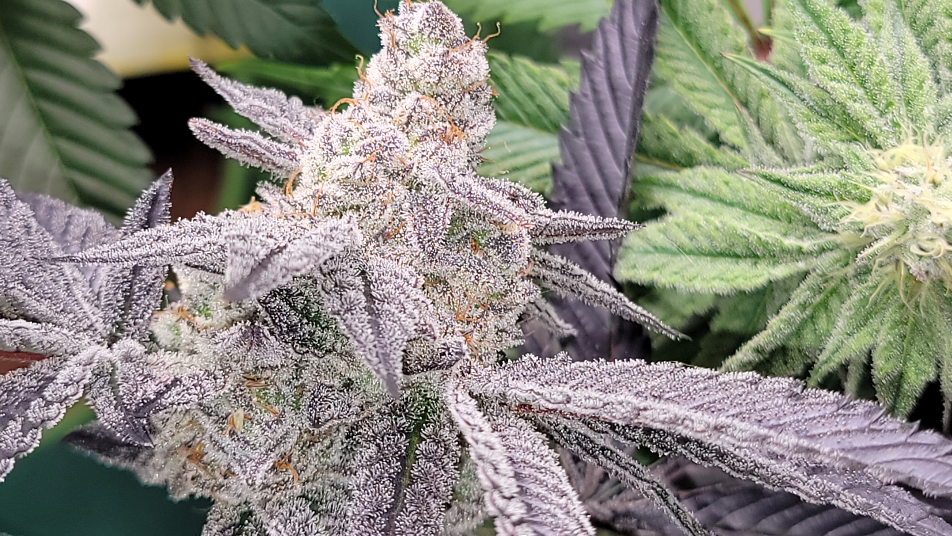 Double Truffle