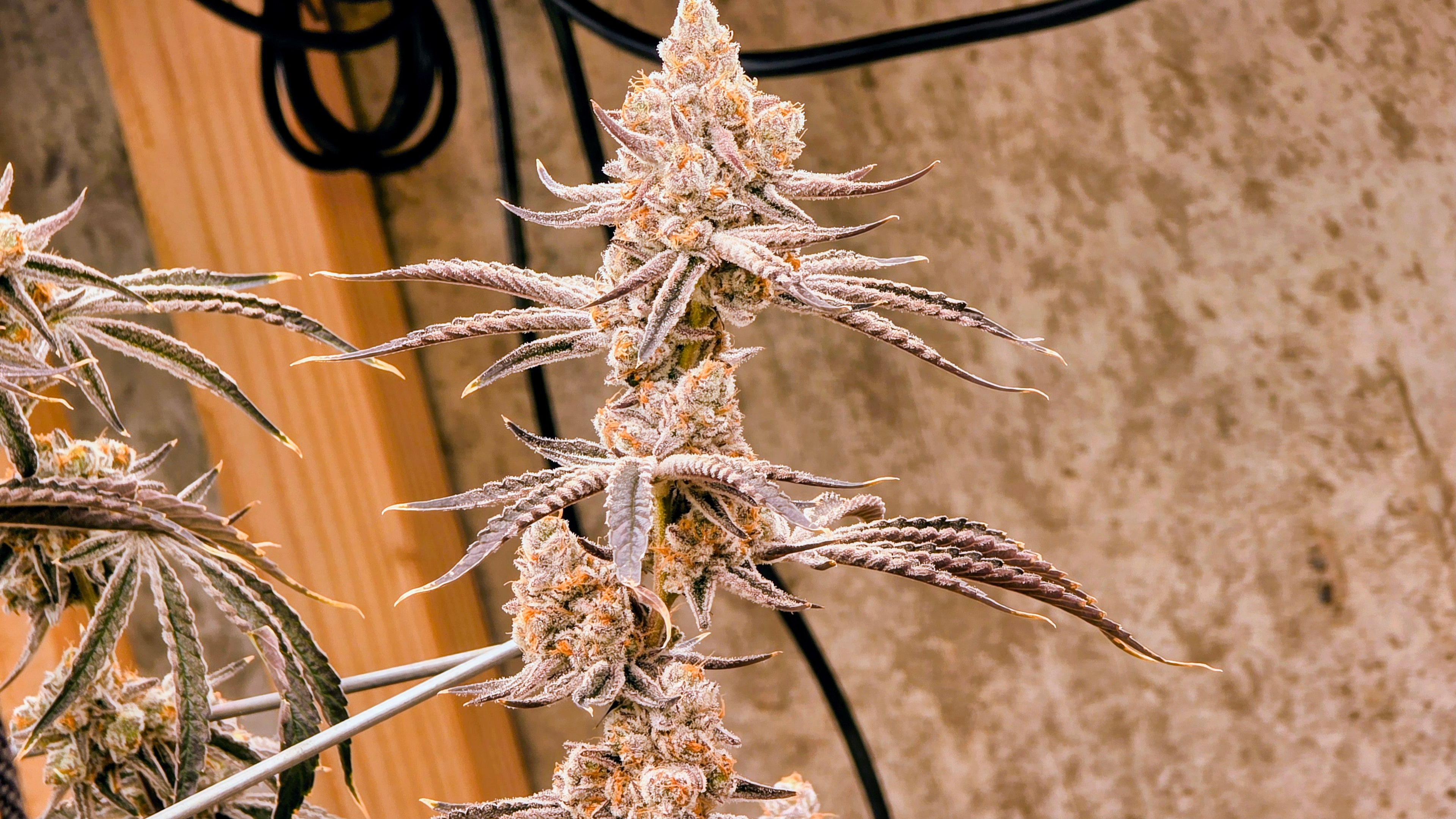 Platinum T.T's
