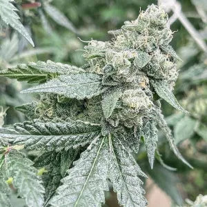 Hawaiian Lion