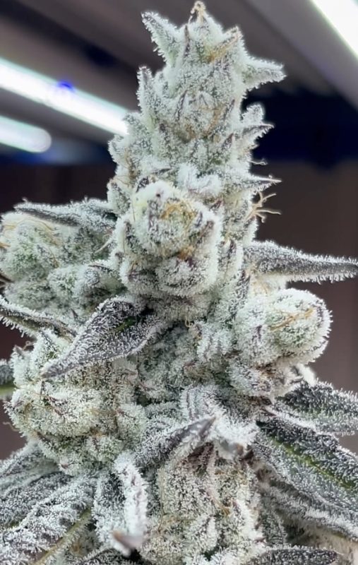 Platinum Chimera Breath